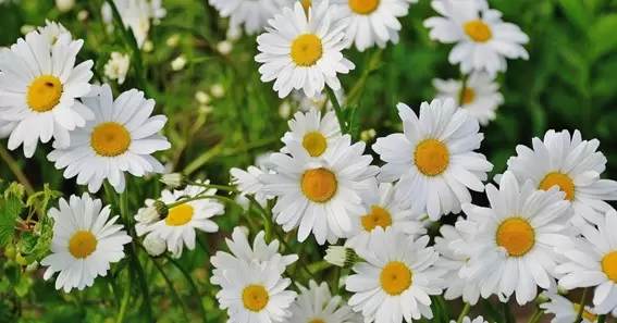 Daisies