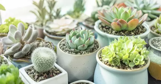 How Often To Water Succulents Outdoors