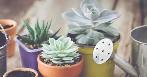 How often do you water succulents