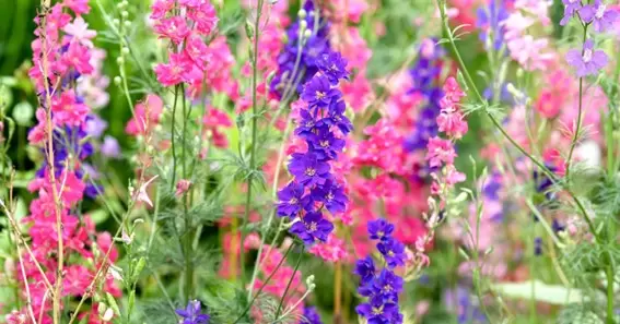 Larkspur