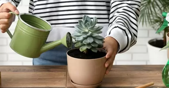 how often to water succulents