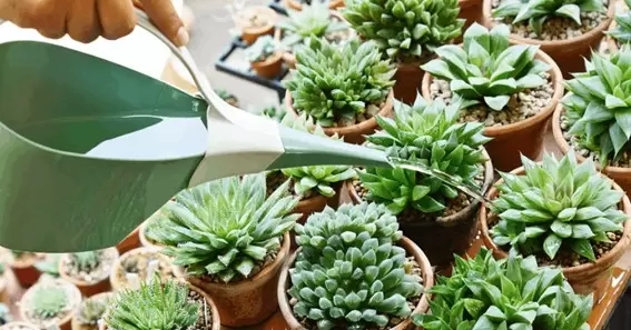 how to water succulents