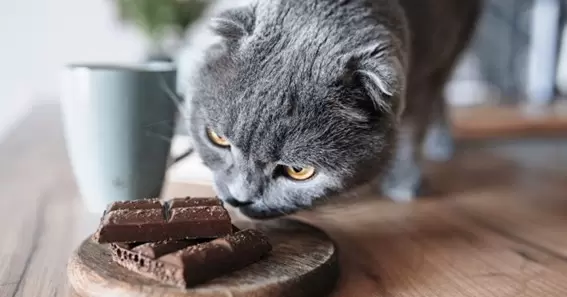 Can cats eat chocolate