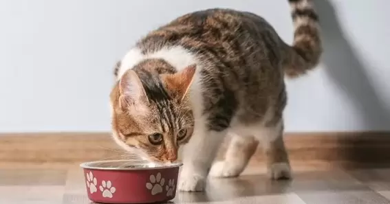 Other Things Cats Should Not Eat