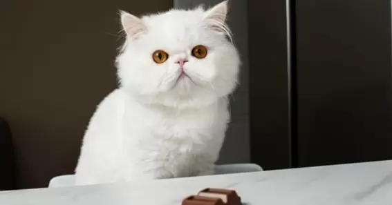 Precautions to be taken for Cat Eats Chocolate