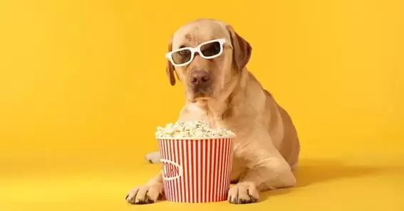 can dog eat popcorn