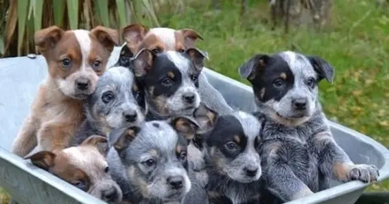 All About Blue Heelers