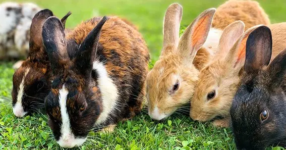 Diverse Names for Groups of Rabbits