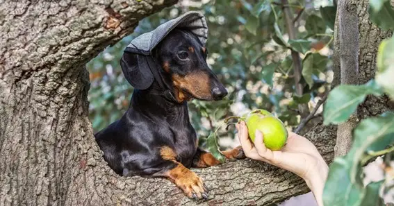 Allergic Reactions Of Pears On Dogs 