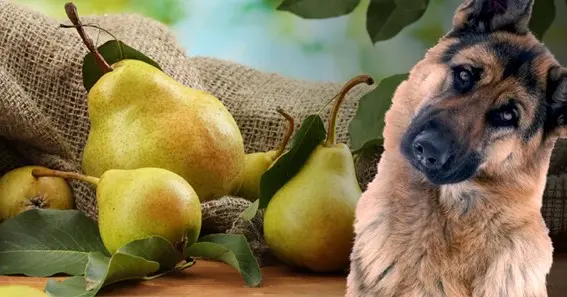 Can dogs have pears