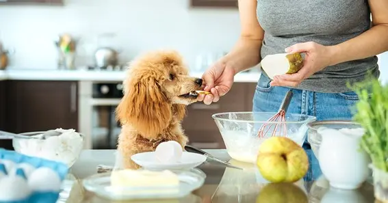 Is Consumption Of Pears By Dogs Good