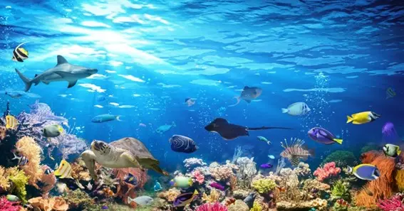 gifts for a child who likes marine life and aquariums